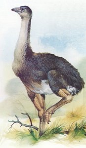 新西兰的Moa，Dinornis Maximus于1850年左右灭绝